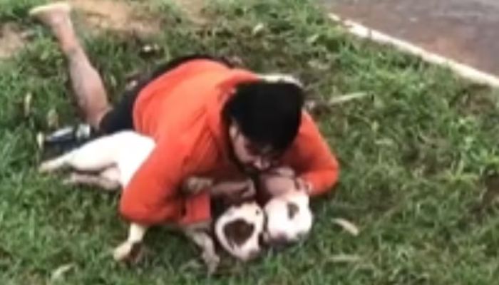 Como se defender de ataques de pitbulls e outros cães, segundo especialistas